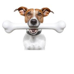 DogDays