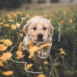 :Animal Dreams: