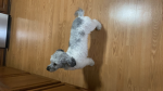fluffy 4ng3ls