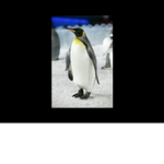 THR PENGUINZ