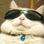 Los Gatos del Terror