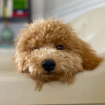 Goldendoodle Fans