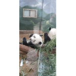 team panda S