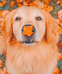*+*Pumkins little stars*+*