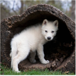 World of Wolves