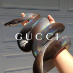 gucci tribé
