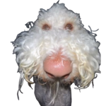 epicbobucnubs