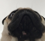 Pug are cool123