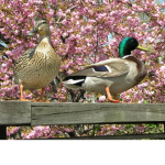 The Ducky Kingdom