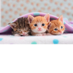 Meow from cats