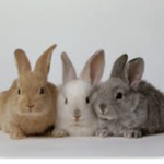 Easter fans only