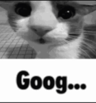 Stupid Cat Studios