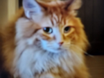 Walter the cat club!