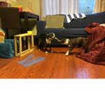 Team puppy’s.