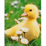 The Puddle Ducky Gang