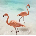 The aesthetic Bahamas