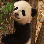SaveEndangeredAnimals