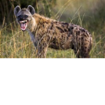 Hyena Den