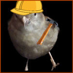 BigBird Development