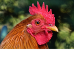 Los Pollos MASIVOS