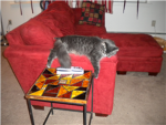 ppl who hav cats