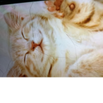 Big happy cat studios