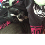 Boston terrier club