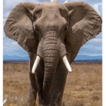 Legendary Elephant Sqaud!!
