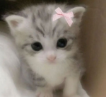 Kitty Klub Co