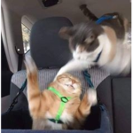 kats fighting l