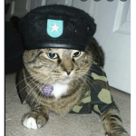 The Military Police cat