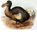 Dodo Birds