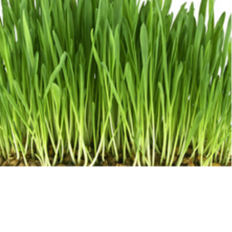 touch grass simulator