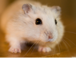 Hamster peeps