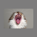 Funny_Cats