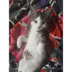 Kitten <3 Army