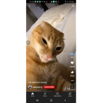 Goofy cat