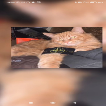 My cat Roblox decal