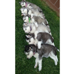 Wolf Pack - Callie