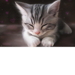 Die_Katzen_sind_Cool