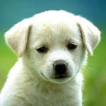 Doggie Doggie Doggie Doggie Doggie