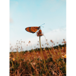 Butterfly Farm