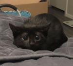 Cat Cave Clothing