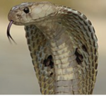 Night snakes