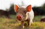 Pigs Group Thumbnail
