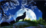 The true wolf clan of the north land mass