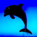 Dolphinplayz10