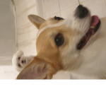 라잉