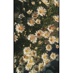 - flower squad hangout -