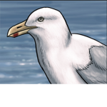 Team Seagull